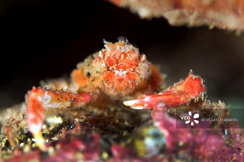 尖鼻蟹图片素材