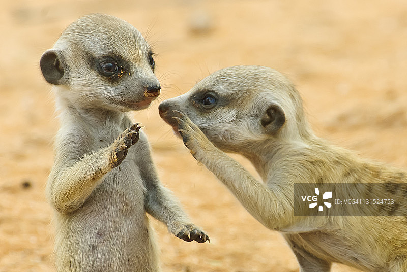 两只年轻的猫鼬图片素材
