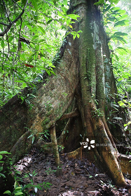 巴西亚马逊热带雨林中的树根图片素材