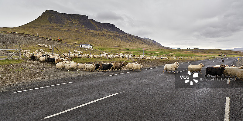 羊群穿过主路图片素材
