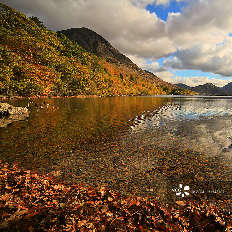 湖面上的叶子图片素材