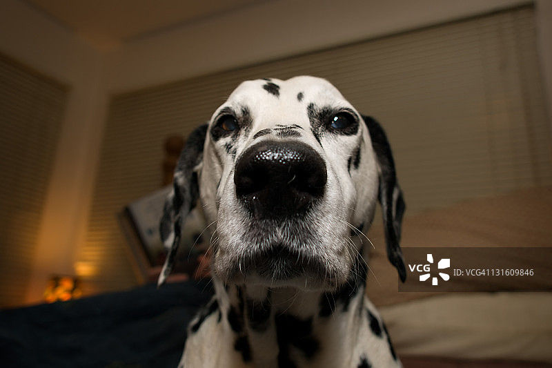 达尔马提亚犬图片素材