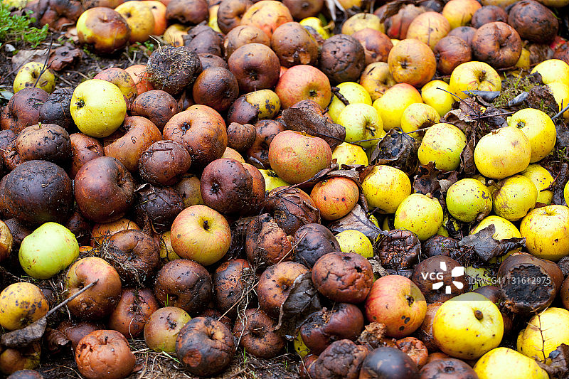 腐烂的水果图片素材