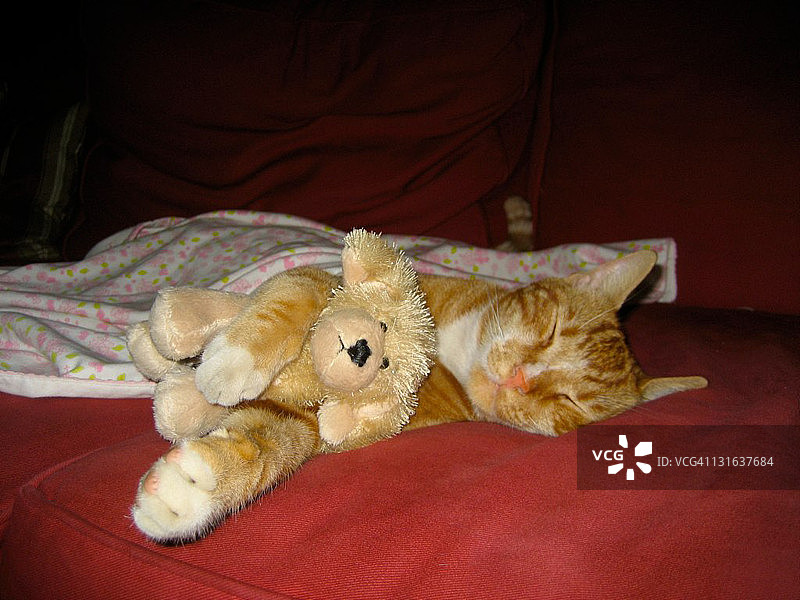 猫咪抱着狗狗毛绒玩具睡觉图片素材