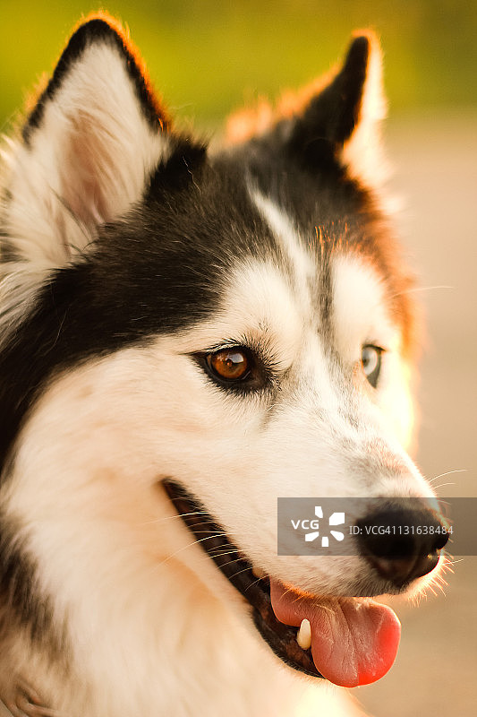 西伯利亚哈士奇犬图片素材