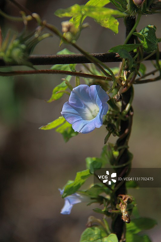 攀援植物上的蓝色花朵图片素材