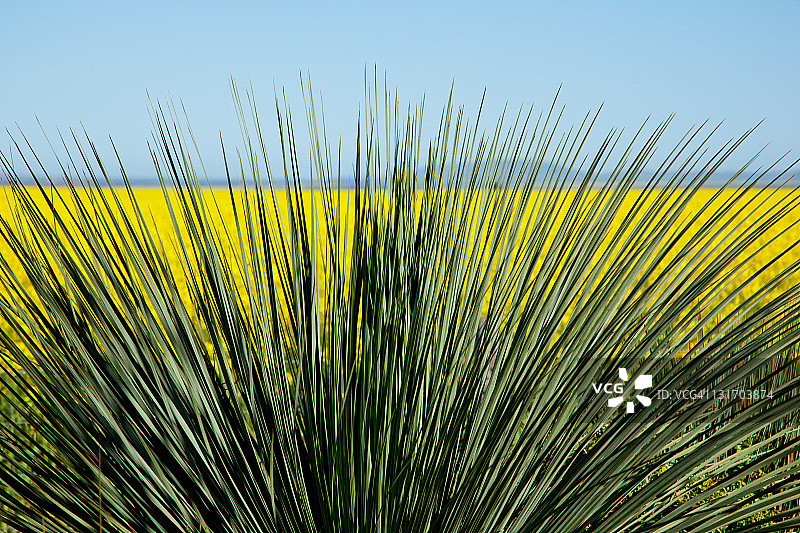 南澳大利亚的黑草植物与油菜花图片素材