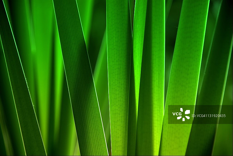 树叶特写图片素材