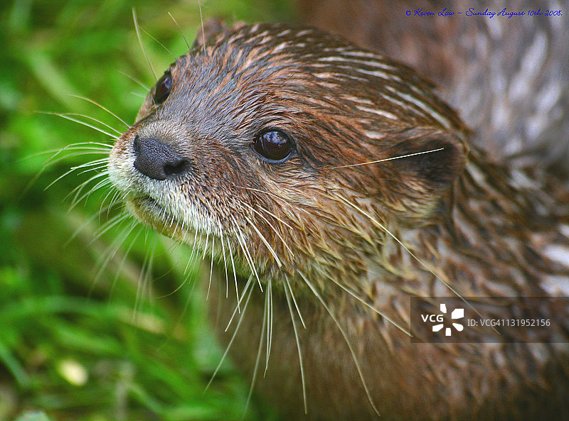 亚洲小爪水獭图片素材