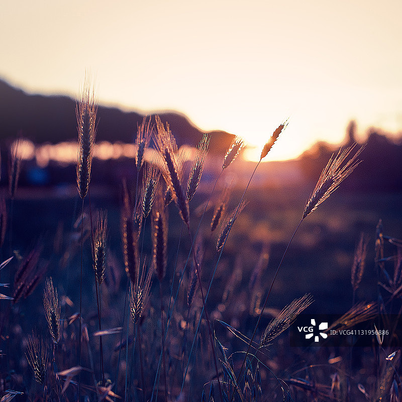 日落时分逆光下的麦田图片素材