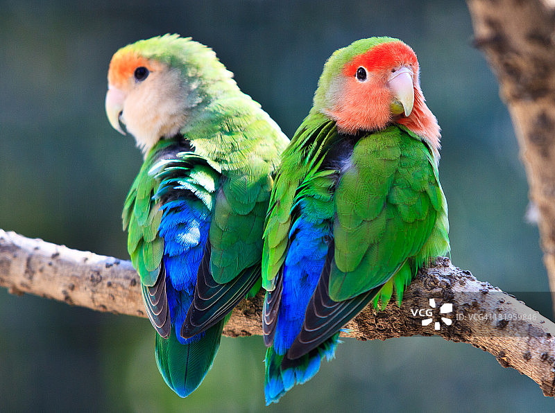 Peach-faced小鹦鹉类夫妇图片素材