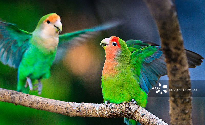 在上海的桃脸情侣鹦鹉图片素材