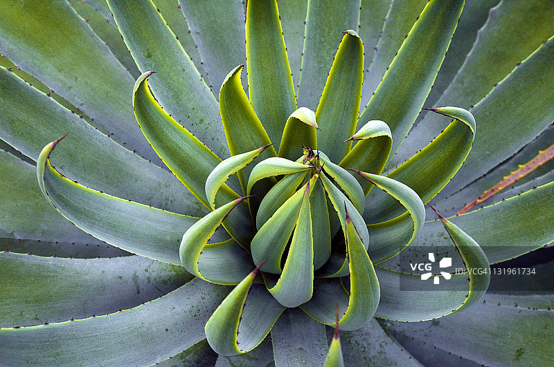 仙人掌图片素材