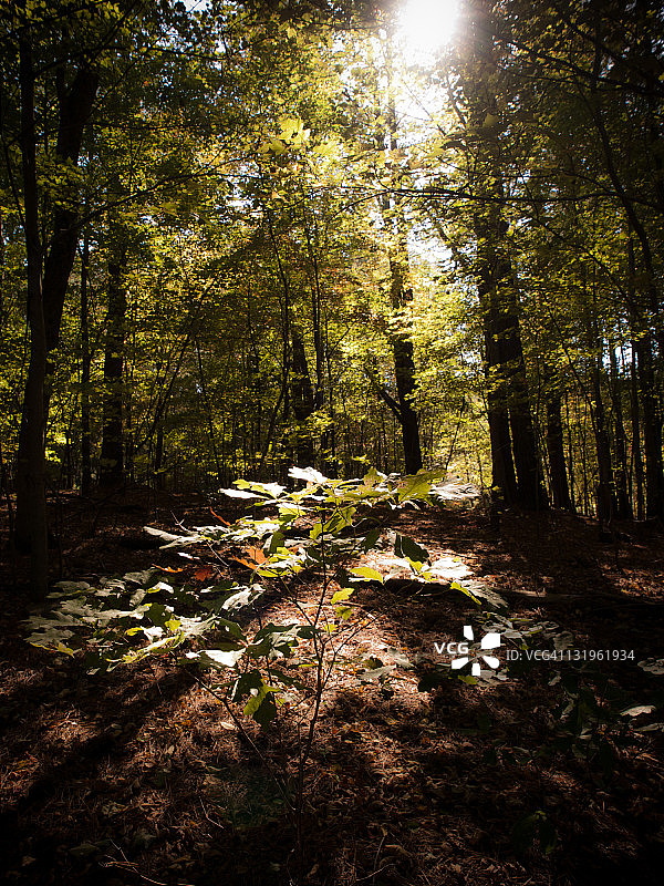 森林中的阳光图片素材