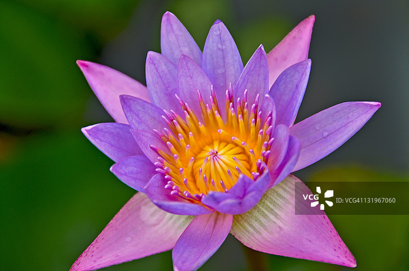 莲花盛开图片素材