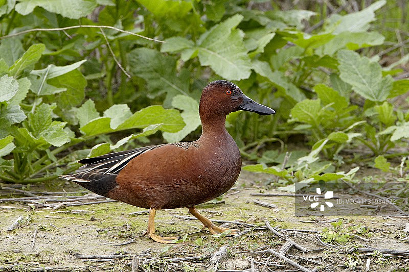 雄性红翅鸭，美国加利福尼亚州圣哈辛托野生动物区图片素材