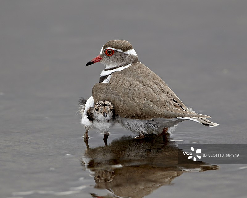 三趾鸻（Charadrius tricollaris）成年鸟和幼鸟，克鲁格国家公园，南非图片素材
