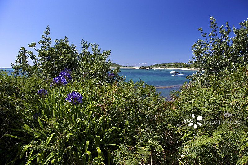 百子莲，野生于英国锡利群岛特雷斯科岛，法兰西斯曼角图片素材