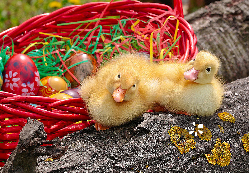 两只小鸭与复活节彩蛋和红色篮子图片素材