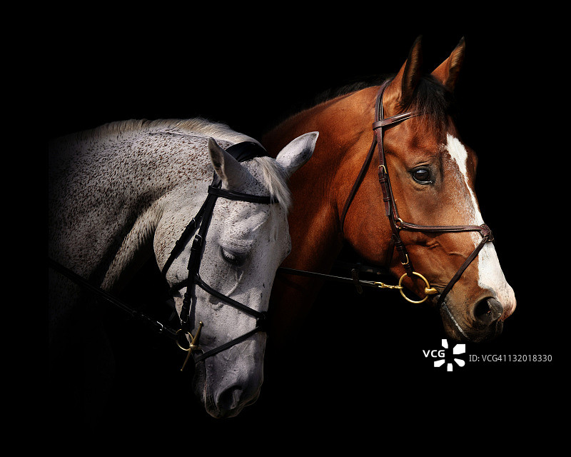 情侣马图片素材