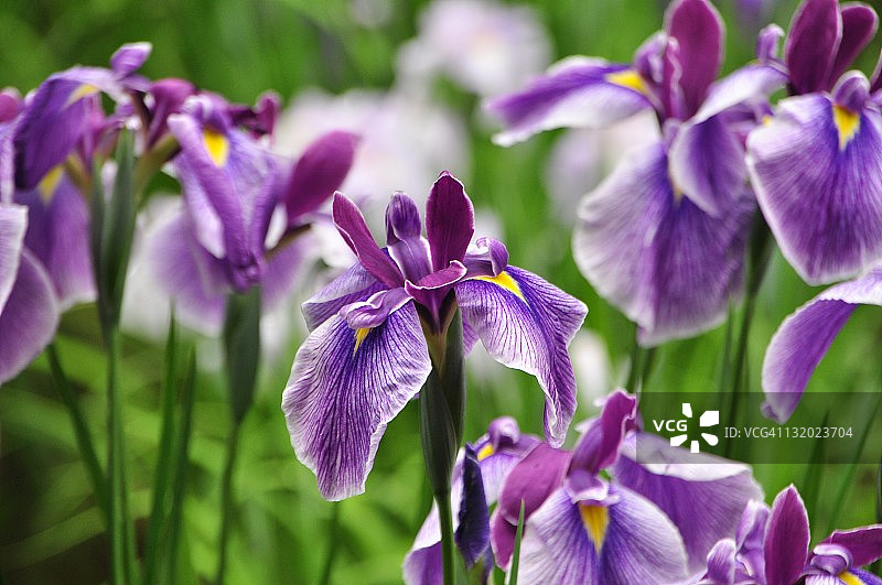 日本的虹膜图片素材