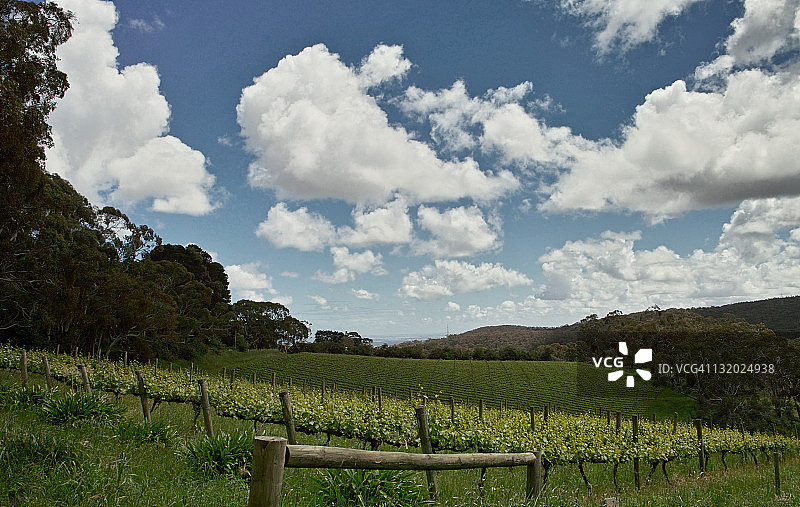 阿德莱德山葡萄园图片素材