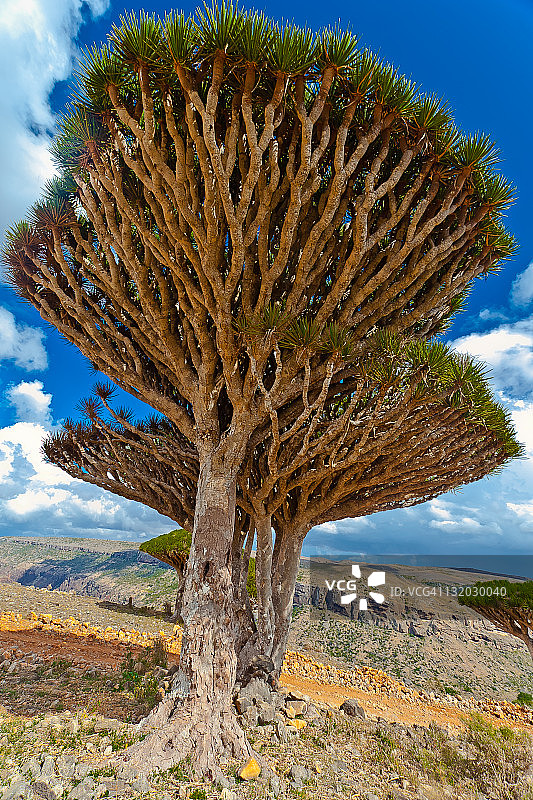索科特拉岛迪克萨姆高原的龙血树图片素材