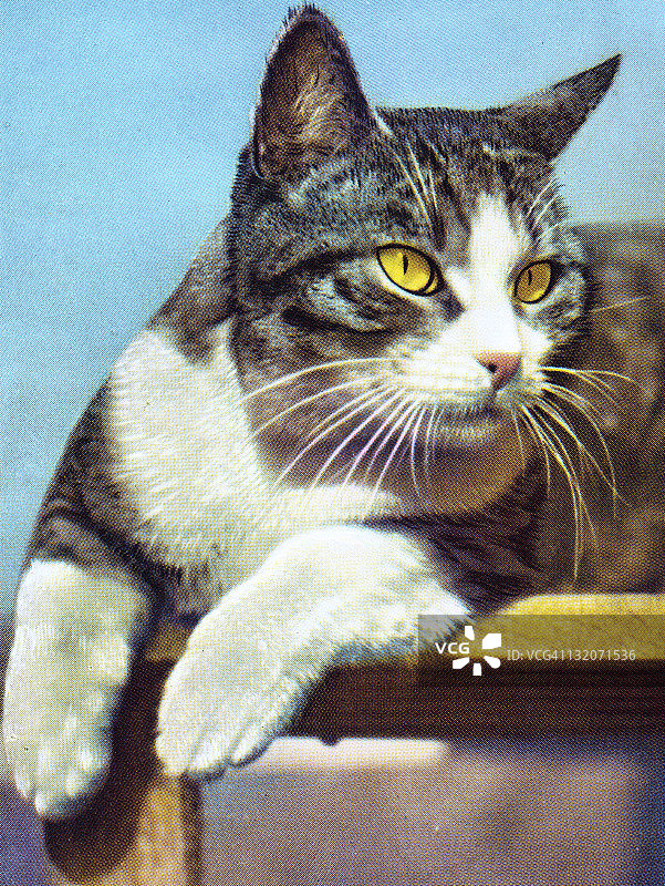 慵懒的黑白猫图片素材