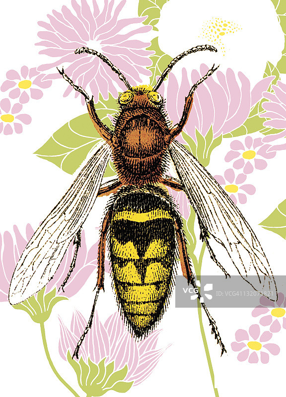 蜜蜂花卉壁纸图片素材