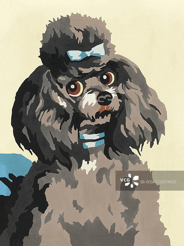 系着蝴蝶结的黑色贵宾犬图片素材