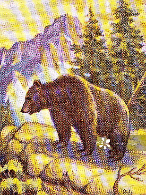 悬崖上的灰熊图片素材