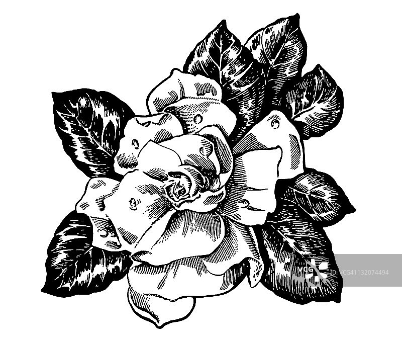 栀子花图片素材