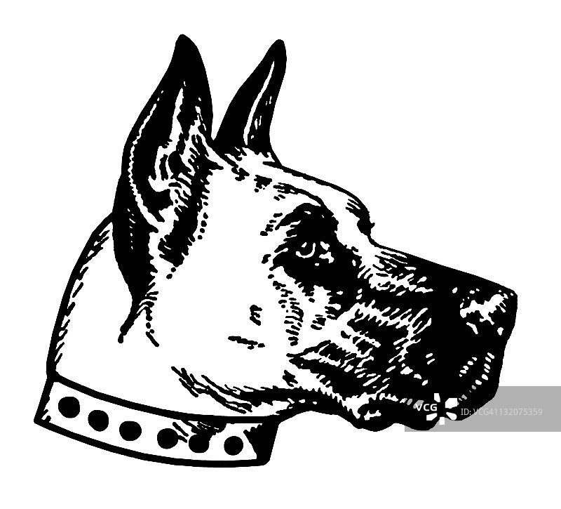 大丹犬头部图片素材