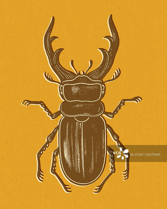 橙色背景上的甲虫图片素材