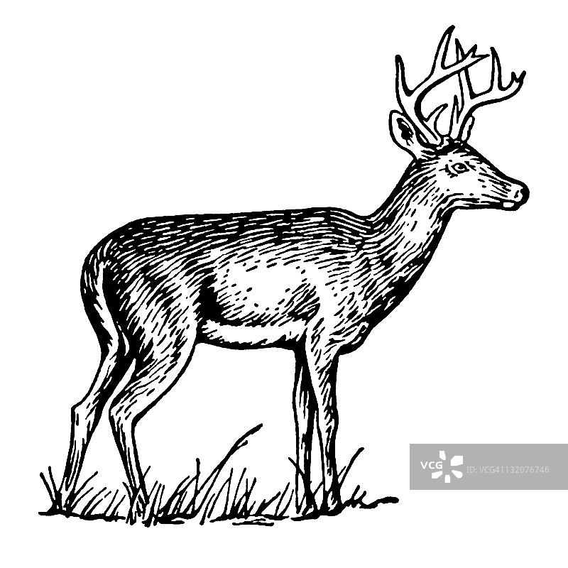 雄鹿的侧面轮廓图片素材