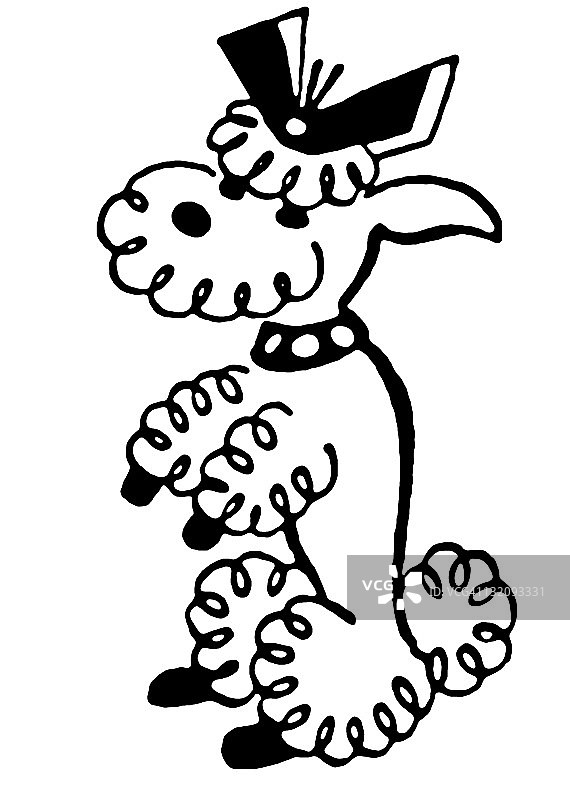 贵宾犬图片素材