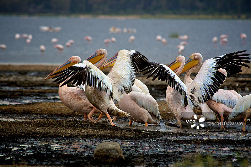 纳瓦沙湖上伸展翅膀的火烈鸟图片素材