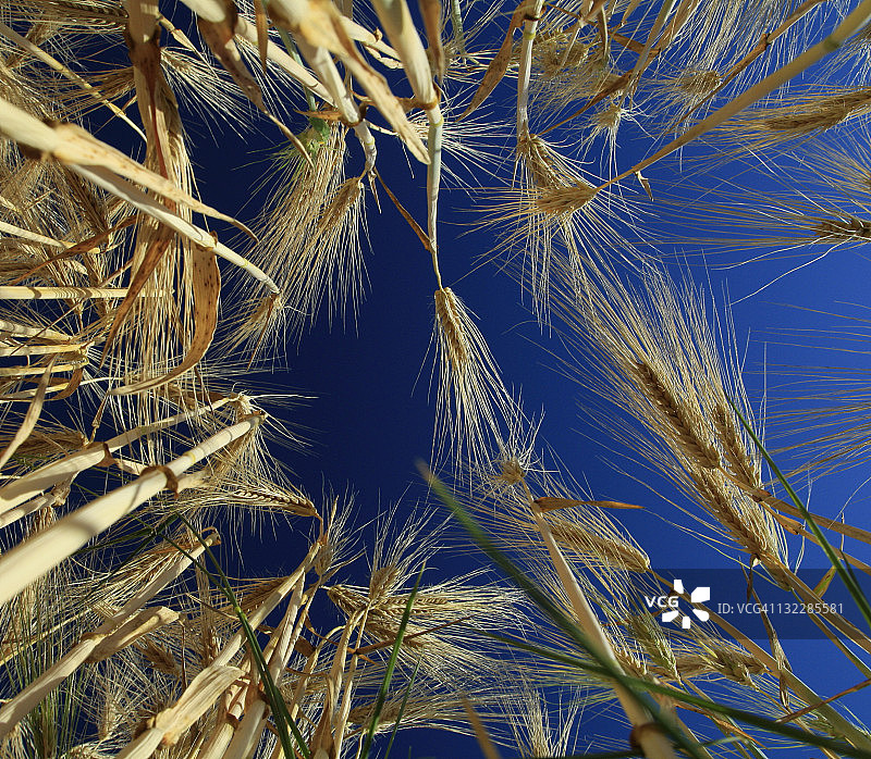 金色的小麦图片素材