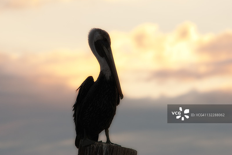 褐鹈鹕图片素材