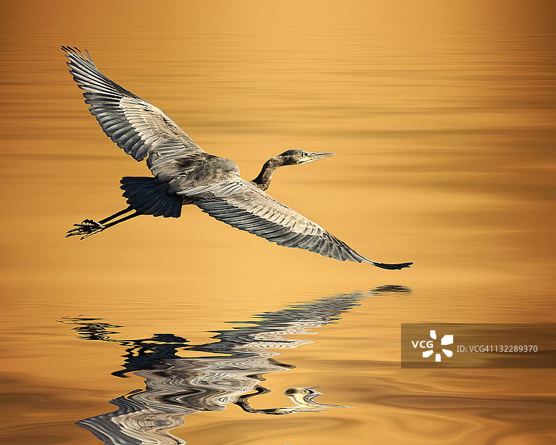 苍鹭飞过湖面，水面倒影图片素材