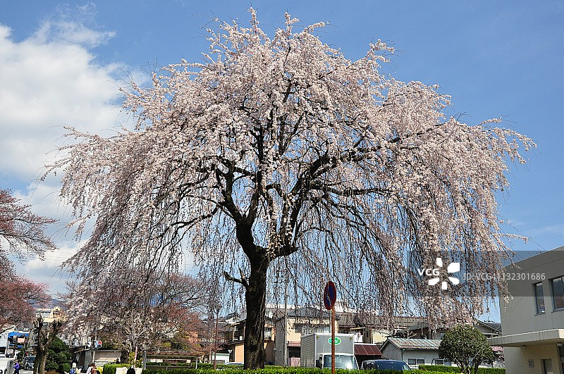 盛开的垂枝樱花树图片素材