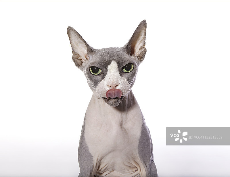吐舌头的斯芬克斯猫图片素材