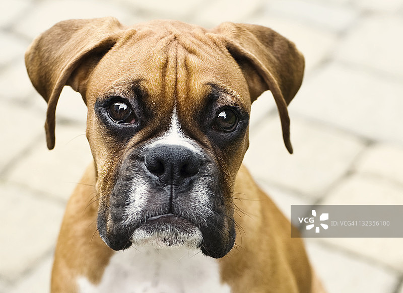 拳师犬幼犬图片素材