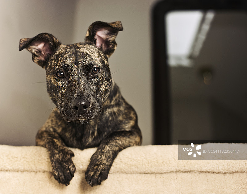 躺在楼梯上的狗图片素材