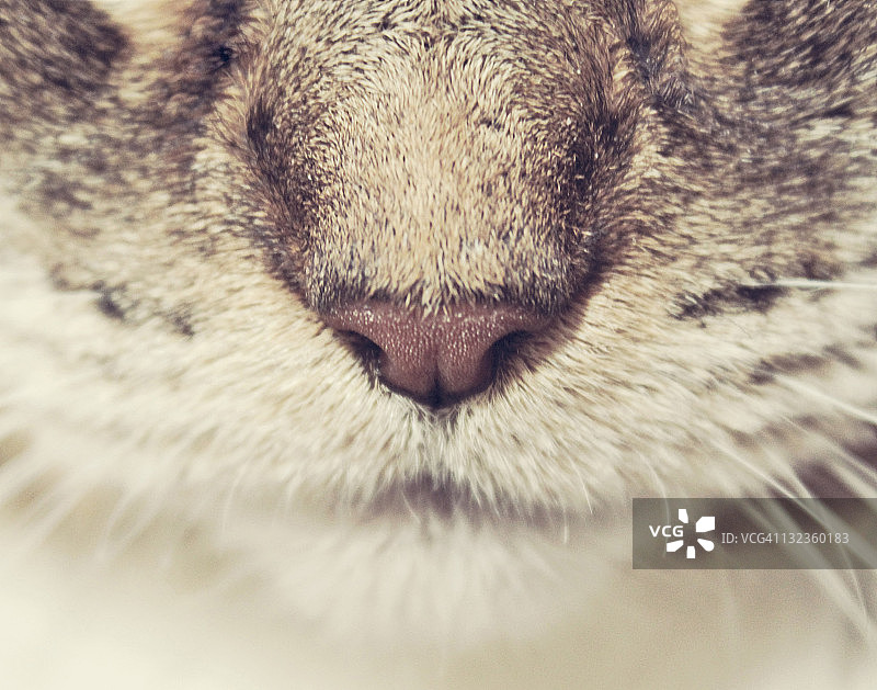 虎斑猫脸部鼻子和胡须的特写图片素材