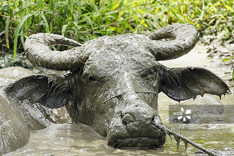 在满是泥浆的池塘里的水牛图片素材