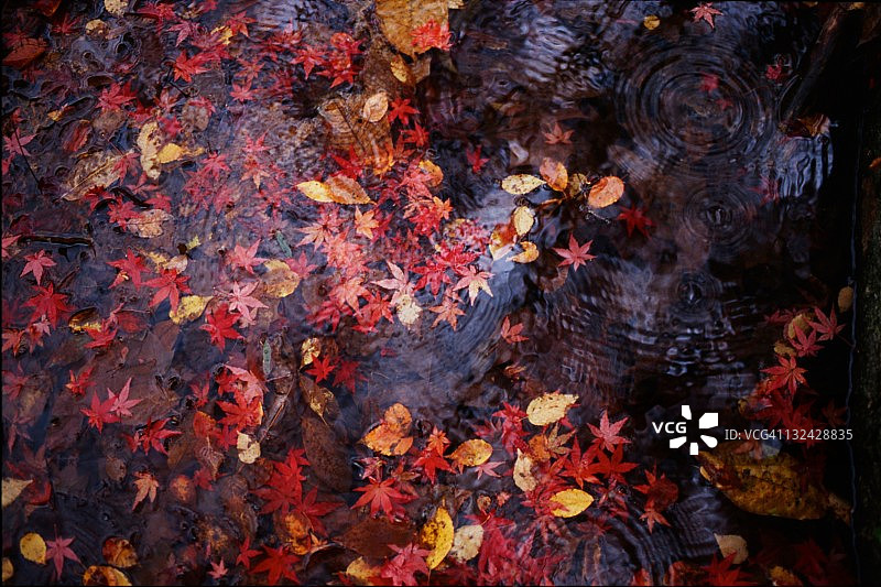 水中的秋色图片素材