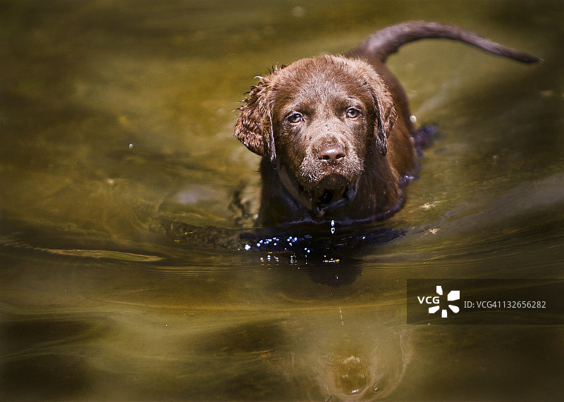 切萨皮克湾寻猎犬幼犬图片素材