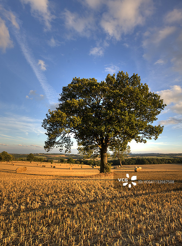 有bales图片素材