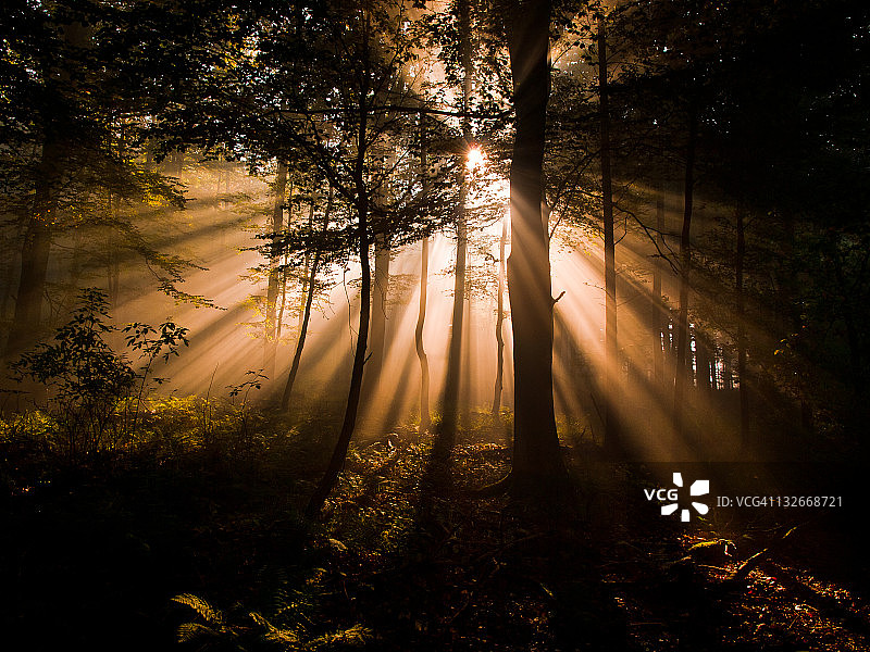 阳光穿过山毛榉林图片素材